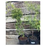 2. THUJA Occidental, sky bound. Approximately 2