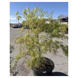 Japanese maple approximately 5 1/2 feet