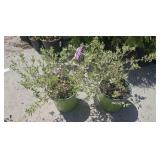 2 Vanilla Brandy Abella Highest