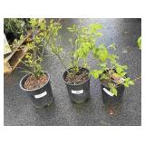 2 Pomegranate, 1 Raspberry Highest