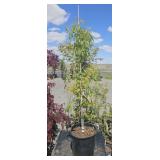 1-2 Gallon Cinnamon Flake Maple Tree