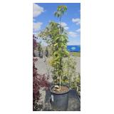 1-2 Gallon Chinese Dogwood