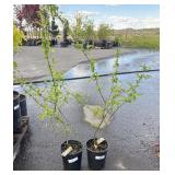 2 Belle Atolic Mock Orange Highest