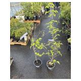 2 Chinese Dogwood Highest Bidder $2X