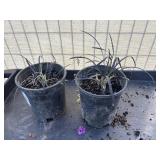 2 Ophiopogon planisoapus nigresc