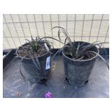 2 Ophiopogon planisoapus nigresc