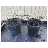 2 Ophiopogon planisoapus nigresc