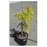 1  Frisia Golden Black Locus