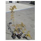 2 Moonrise Shirasawa