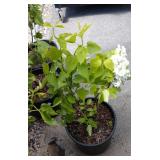 one White lilac approximately 2 ft tall