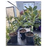 3 Compact English Laurel 1 Gallon ea