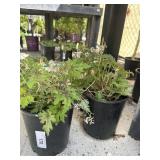 2  Foam flower (tiarella cordifolia)