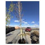 Large maple tree approximately 12 to 14 foot tall