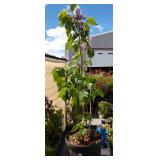 lilac bush approximately 3 and 1/2 ft tall