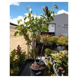 Lilac bush approximately 3 ft tall