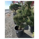 Small Bull Pinte tree Aprox 3 ft