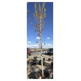 Large maple tree approximately 10 to 12 foot tall