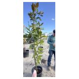 Tree approximately 7 foot tall