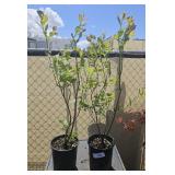 2lots 1ea Blueberries
