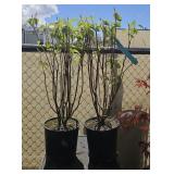 2 Lots 1ea  Cardinal Redtwig Dogwood