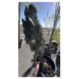 PINUS YL FASTIGIATE. Aprox 6 to 8 ft