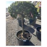 Hugo gnom PINUS. Aprox 4 ft