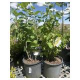 2 Beauty of Moscow lilacs bushes