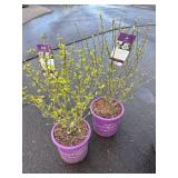 2 Fiji Hibiscus Highest Bidder $2X