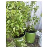 2 native plant collection mock orangeHigh