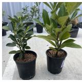 2 compact English laurels.