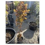 Tree approximately 5 foot tall, DAWYCK purple