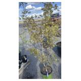 SHANGTUNG Maple tree approximately 5 foot tall