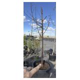 Tree approximately 7-8 foot tall