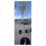 Maple tree approximately 7 foot tall