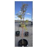 Maple tree approximately 7 foot tall