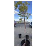 Maple tree approximately 7 foot tall