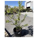 Italian prune plum tree approx 5 ft