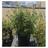 1Lot  Anthony Waterer Spirea