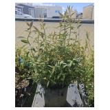 2Lots 1ea Neon Flash Spirea