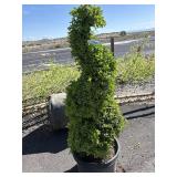 Green Mountain spiral, BUXUS