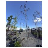 Crimson King Norway Maple approximately 10 to 12