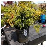 one lock three each twiggy box honeysuckle