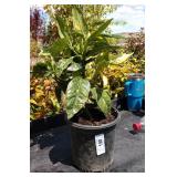 three lots one each Japanese Laurel did it right