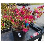 One azalea