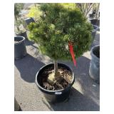 Mugo, pine, Carstrins winter gold Aprox 4 ft tall