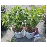 2 Summer Crush Highest Bidder $2X