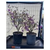 2 Purple splendor azalea
