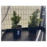 2 Dwarf Alberta Spruce