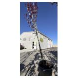 Thundercloud flowering plum tree 10 to 12 feet