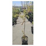 Radiant Japanese Maple